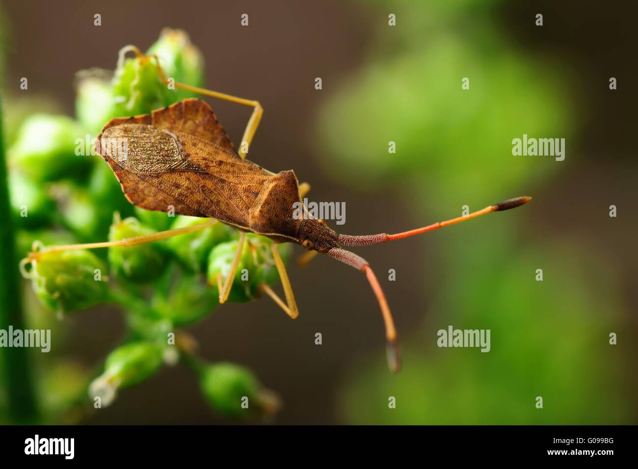 Braune Käfer an einem grünen Stiel. Stockfoto