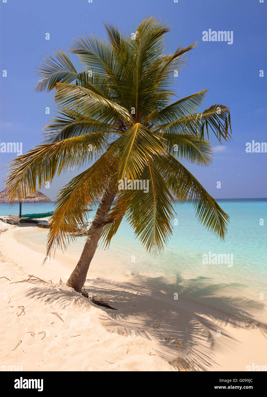 Palmen auf tropische Insel im Ozean. Malediven Stockfoto