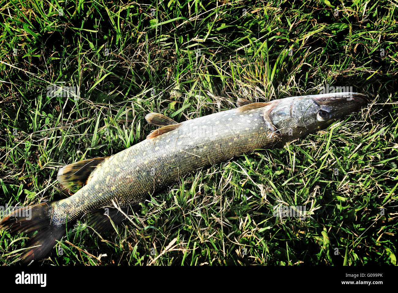 Pike liegt auf dem grünen Rasen. Stockfoto