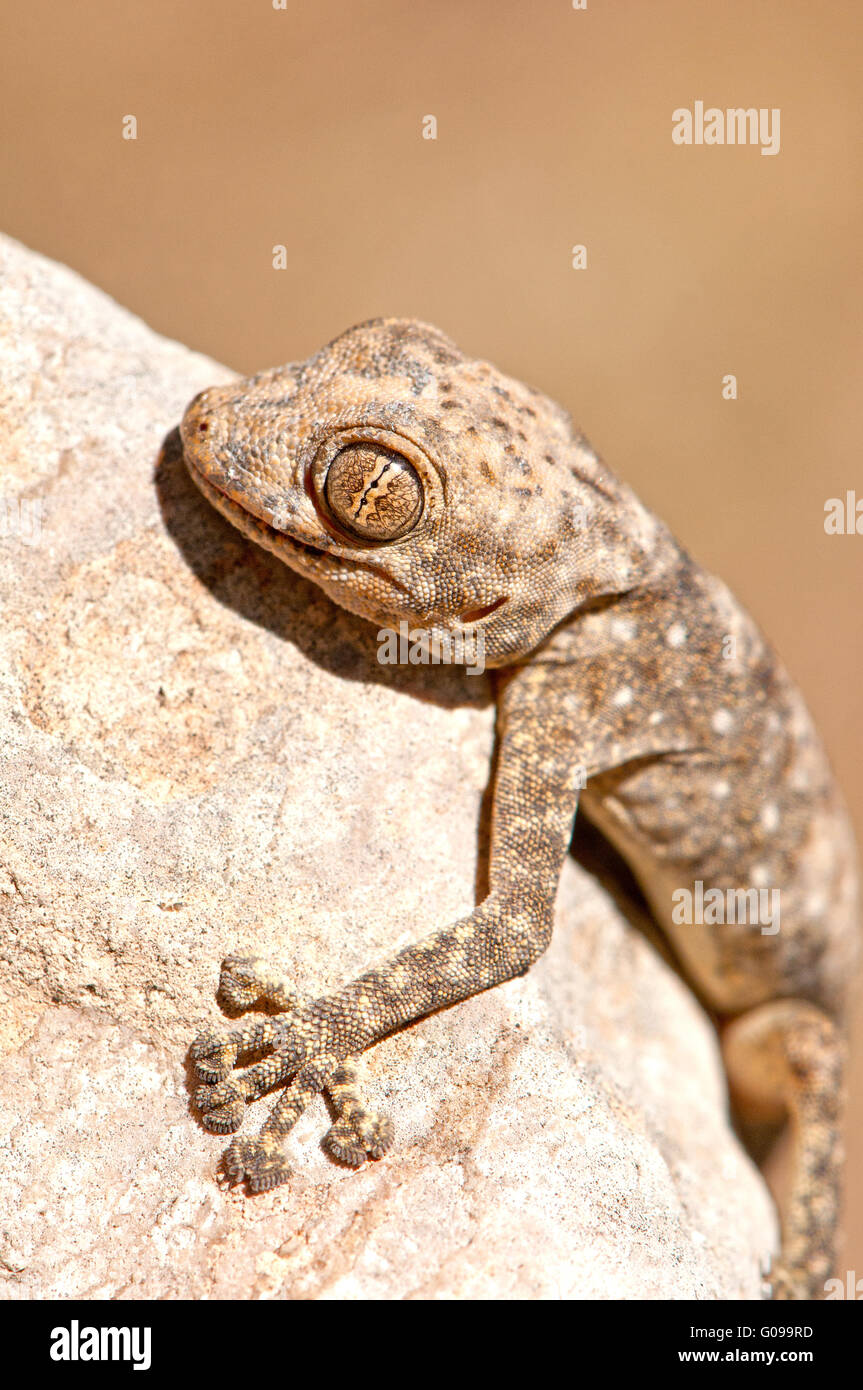 Gecko umarmt rock Stockfoto