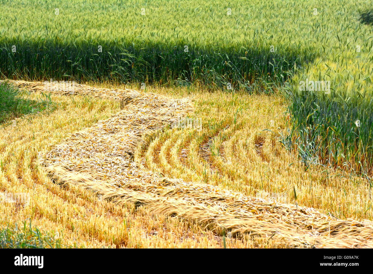 Weizen im Feld Stockfoto