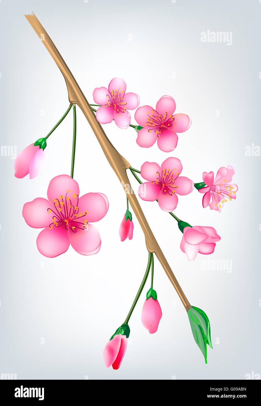 Beispiel für einen blühenden Sakura, japanische Kirsche Stockfoto