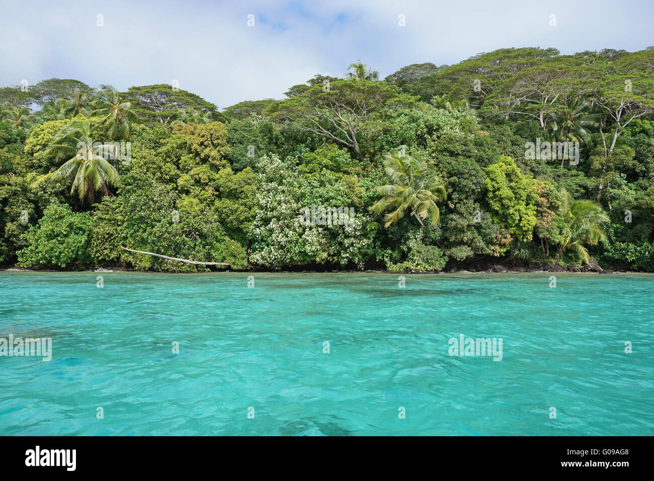 Küstenlandschaft mit türkisfarbenem Wasser und üppige Wälder an der unberührten Küste, Huahine Insel, Pazifik, Französisch-Polynesien Stockfoto