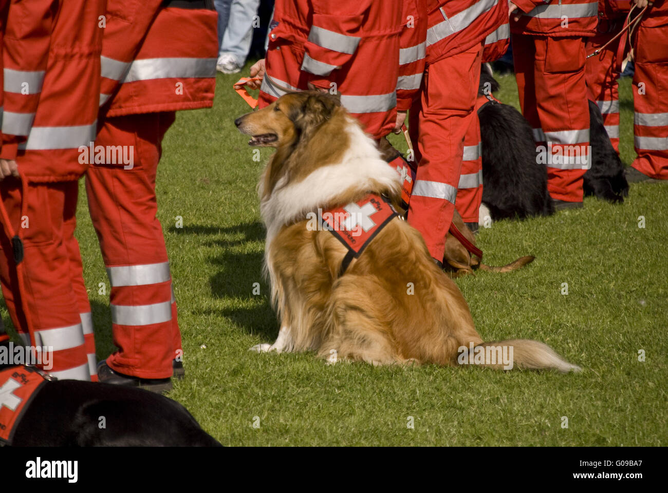 Rettungs-Hunde-Geschwader Stockfoto