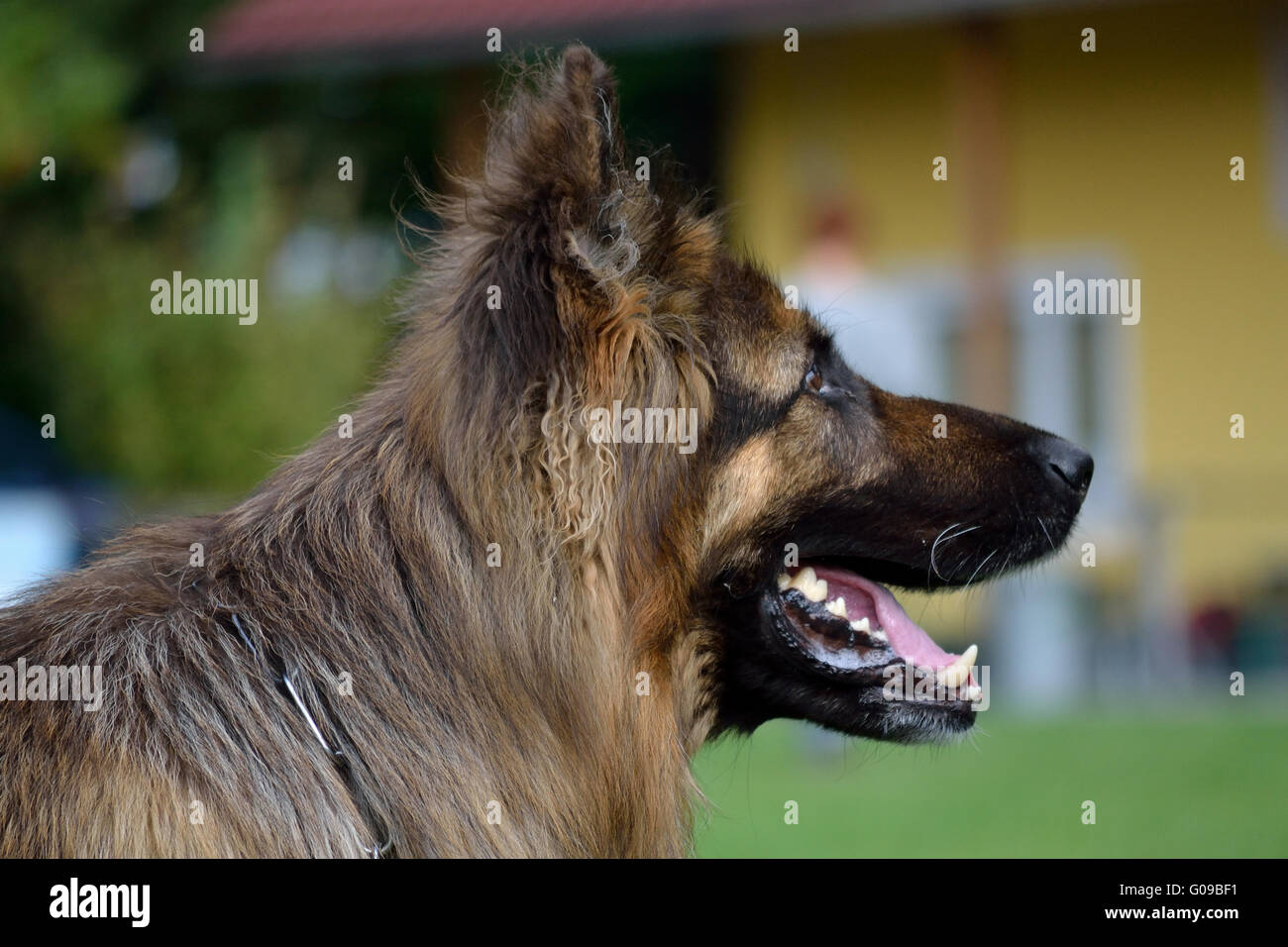 Lange Haare-Deutscher Schäferhund-Porträt der Seite Stockfoto