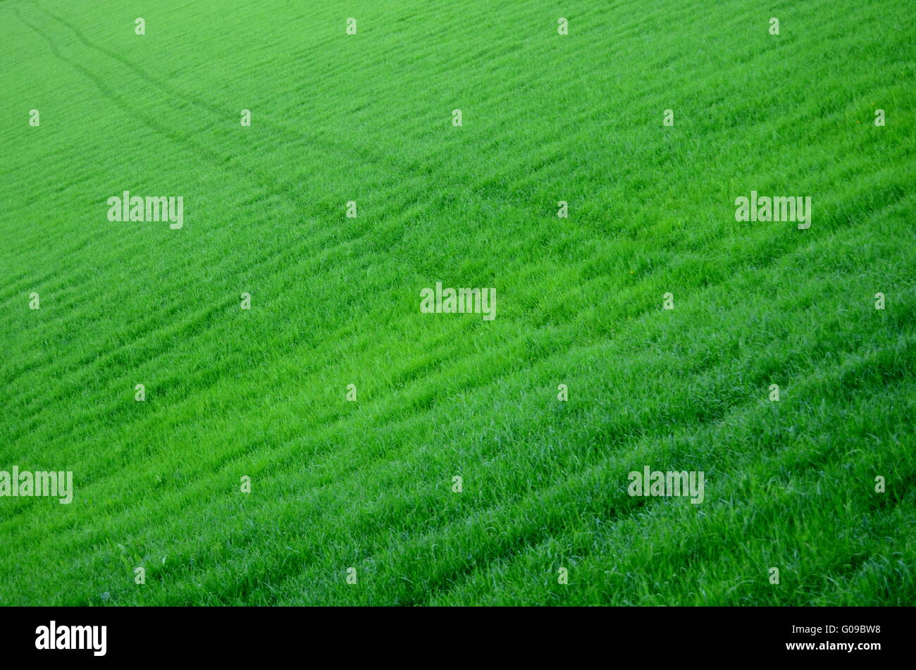 Diagonale Strecken durch eine saftig grüne Wiese Gras Stockfoto