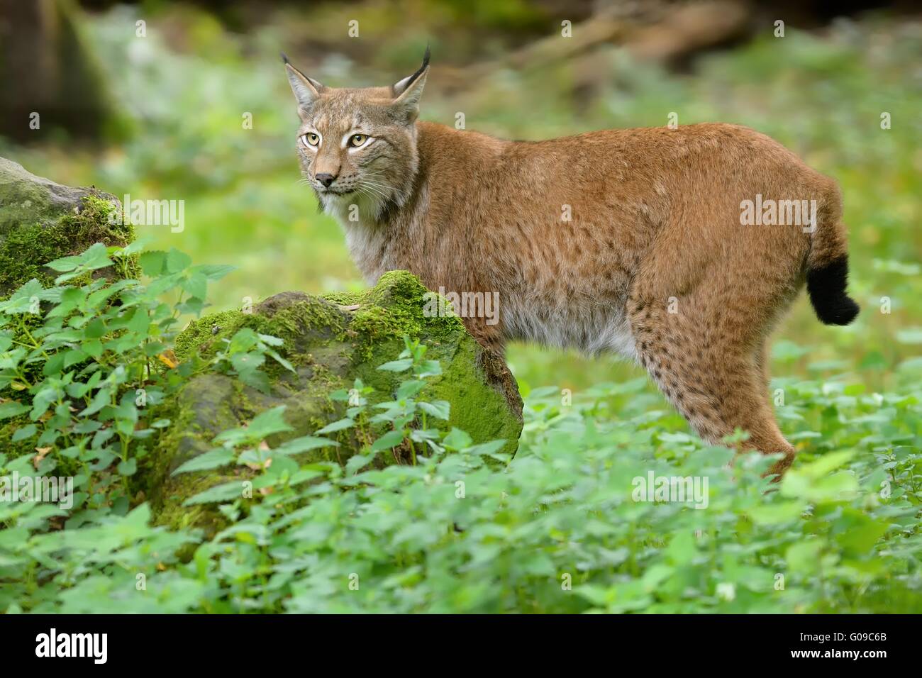 Luchs Stockfoto