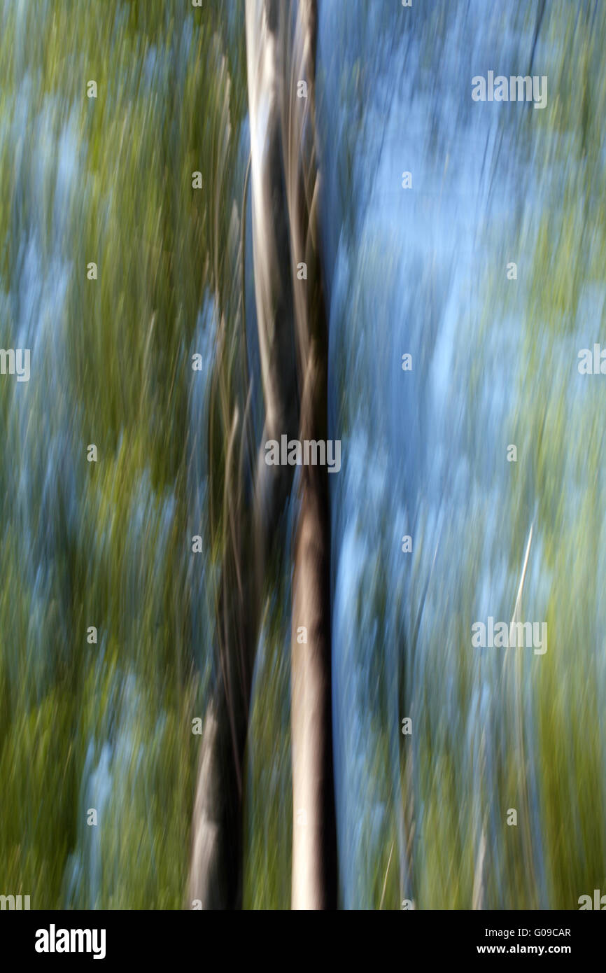 Verschwommene Bäume 007 Stockfoto