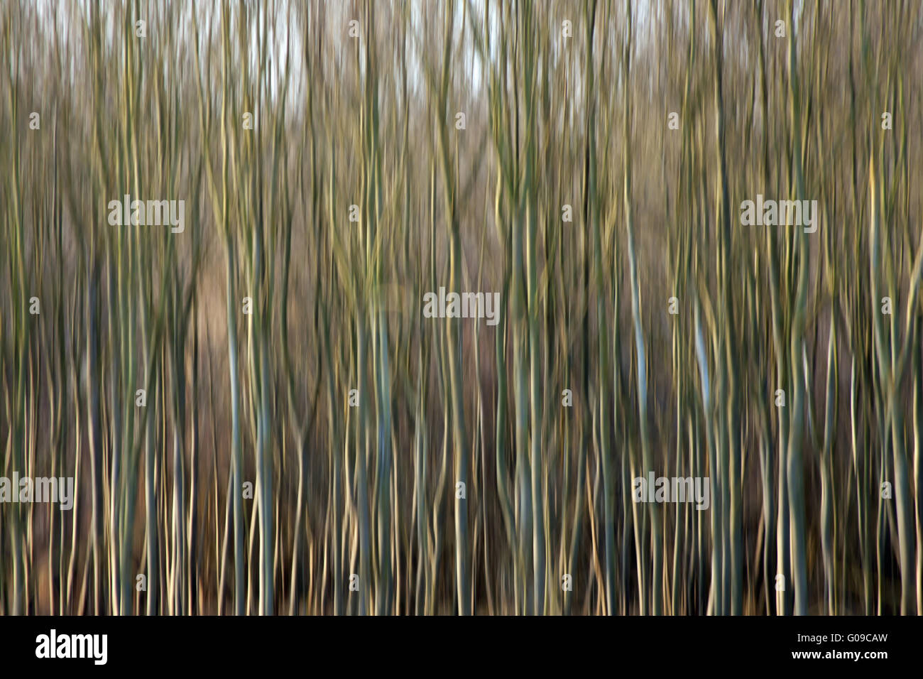 Verschwommene Bäume 005 Stockfoto