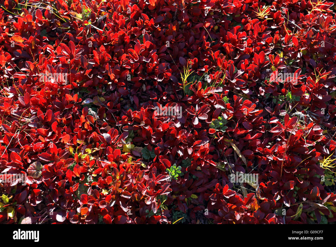 Salix Herbacea, Zwerg Willow im Herbstlaub Stockfoto