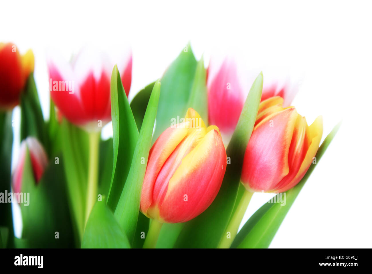 Schöne rosa Tulpen isoliert auf weißem Hintergrund Stockfoto