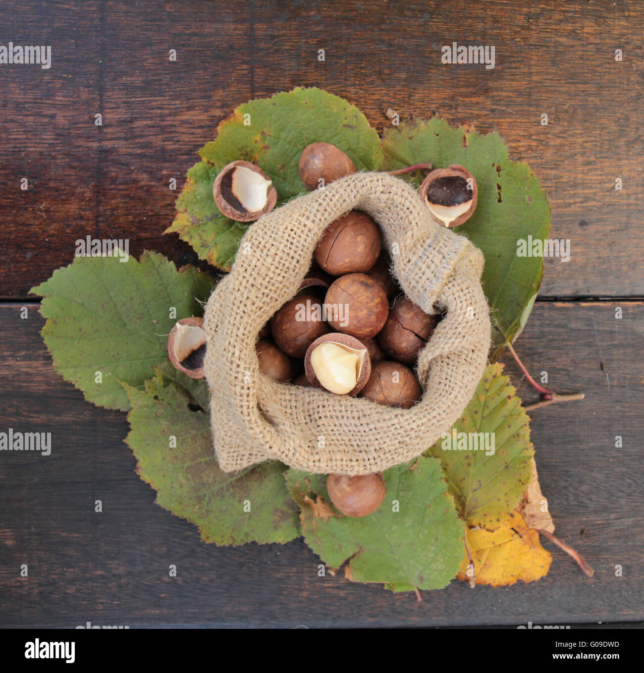Macadamia-Nüssen Stockfoto