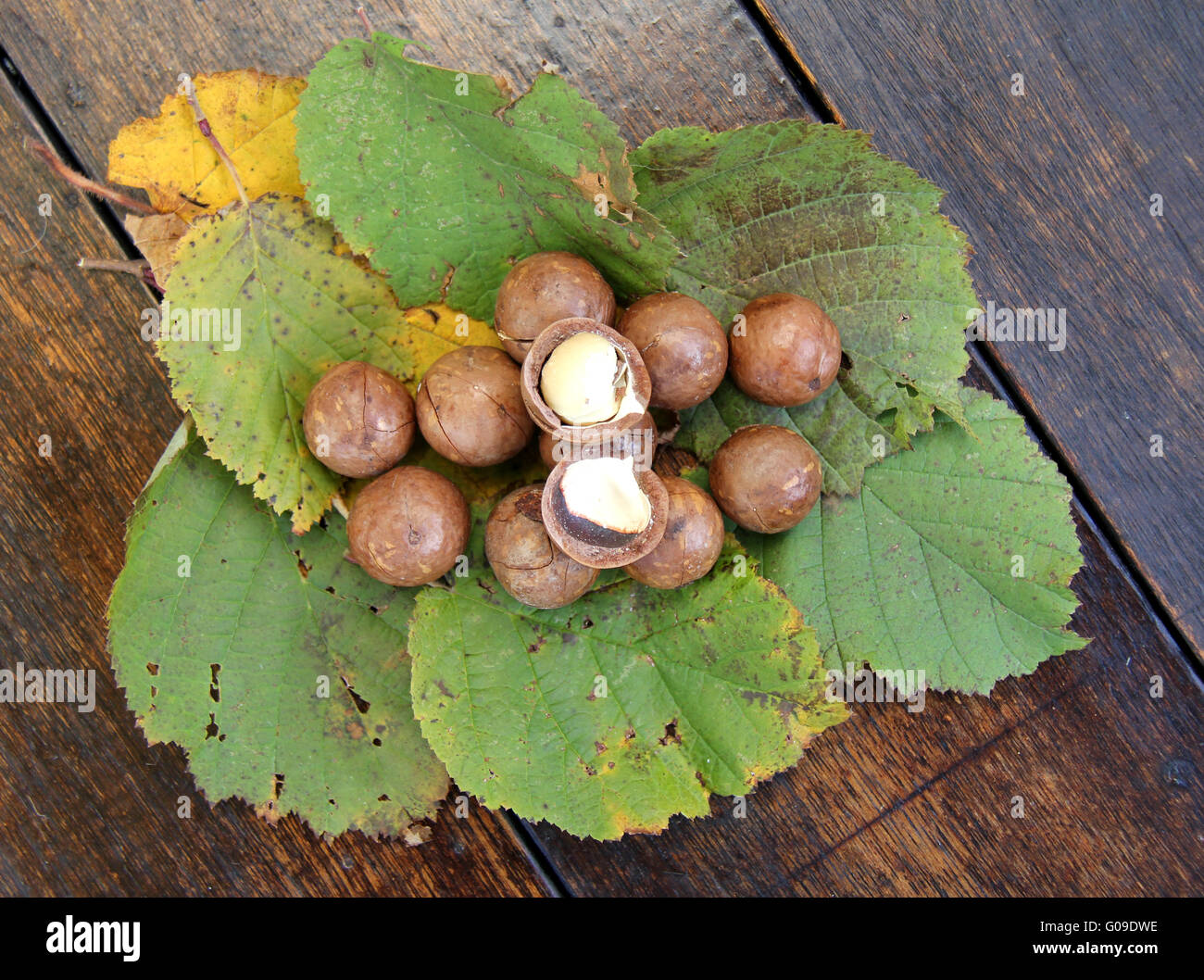 Macadamia-Nüssen Stockfoto