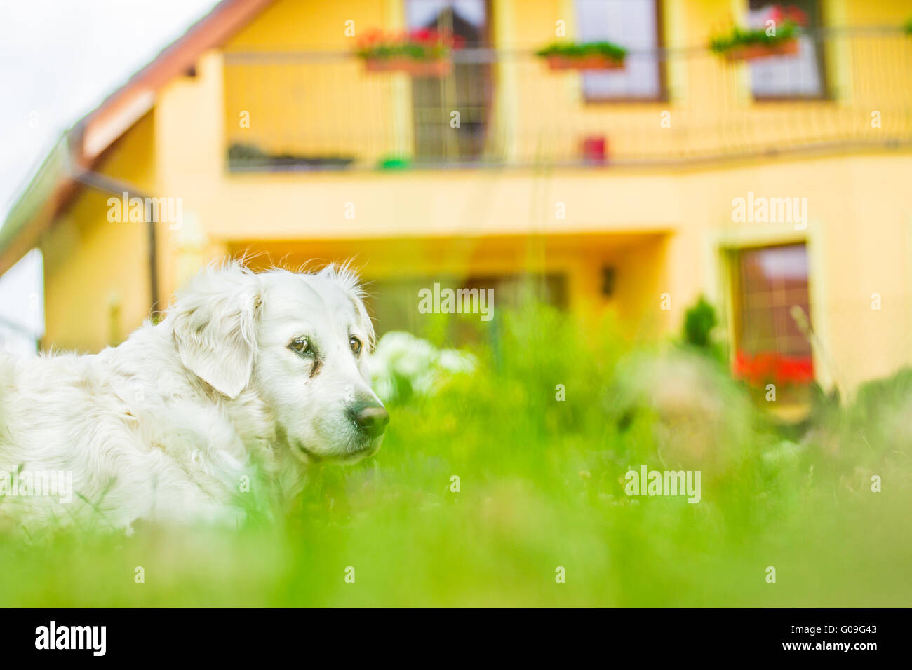 Hund Stockfoto