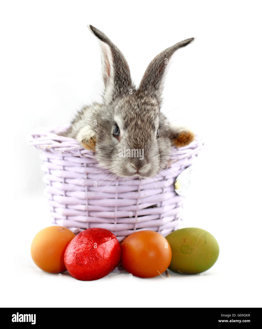 Flauschige graue Kaninchen im Korb mit Ostereiern isoliert auf weiss Stockfoto