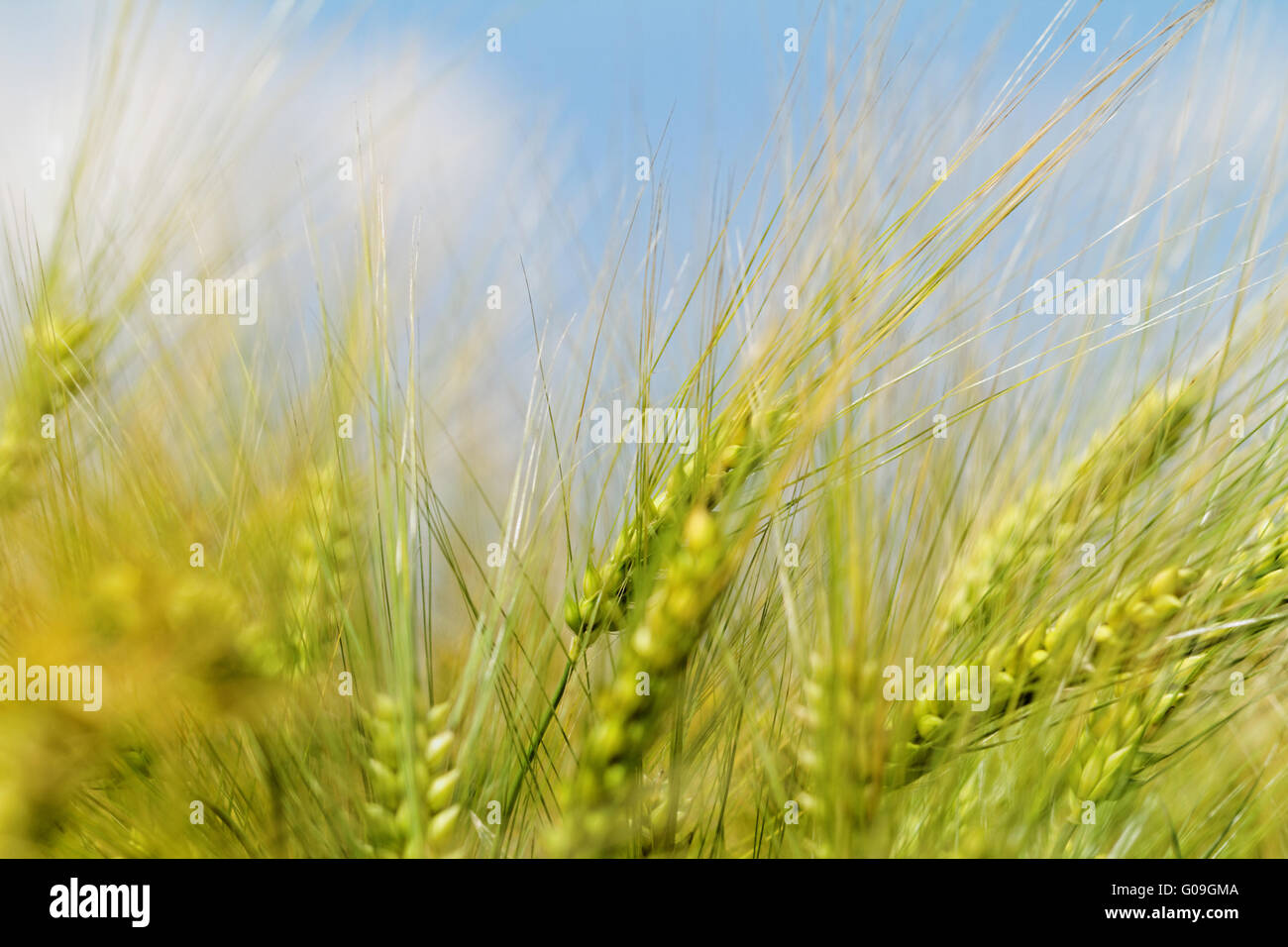 Grüne und gelbe Weizen auf ein Getreidefeld im Frühjahr (Makro-Foto) Stockfoto