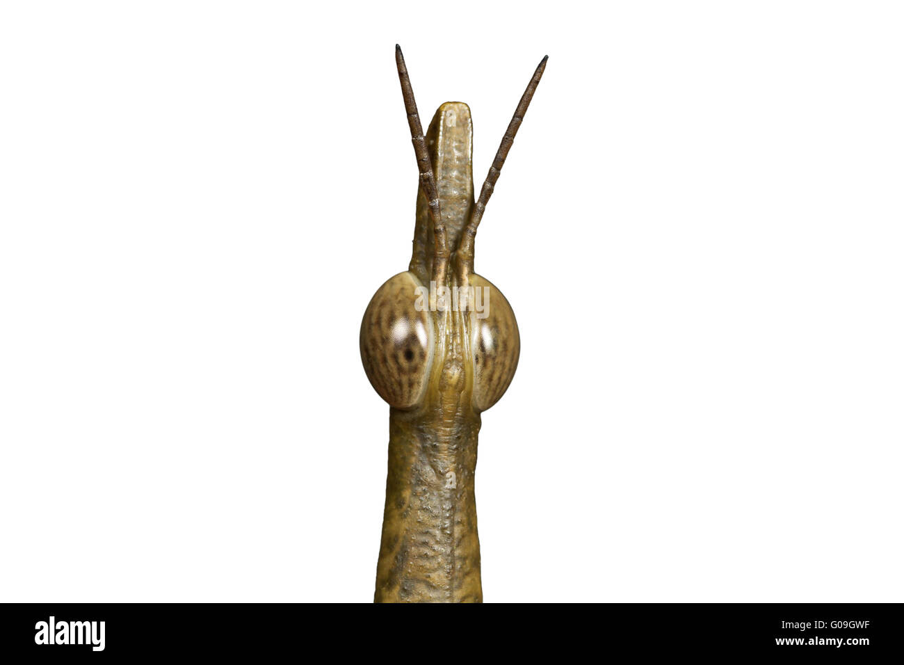 Porträt des Pferdekopf Stick grasshopper Stockfoto