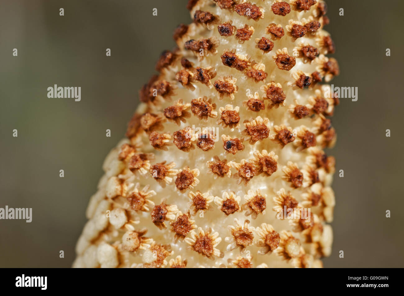 Spore-Kegel von einem Feld Schachtelhalm Stockfoto