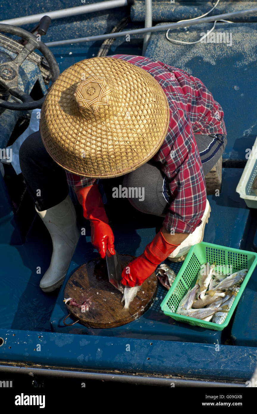 Chinesische weibliche Fischhändler Ausweiden eines Fisches Stockfoto