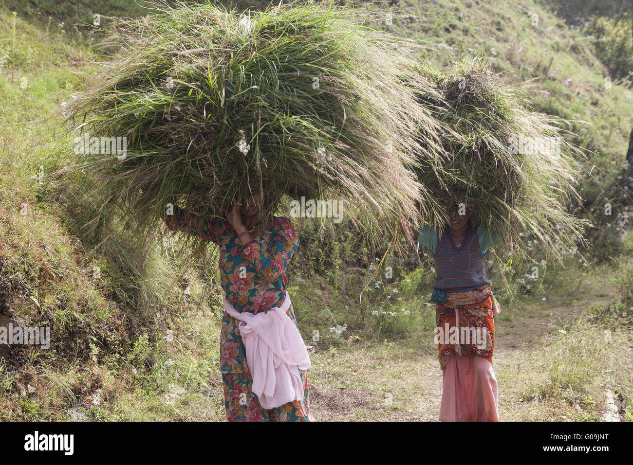 Indische Frauen Transport Heu auf dem Kopf, Indien Stockfoto