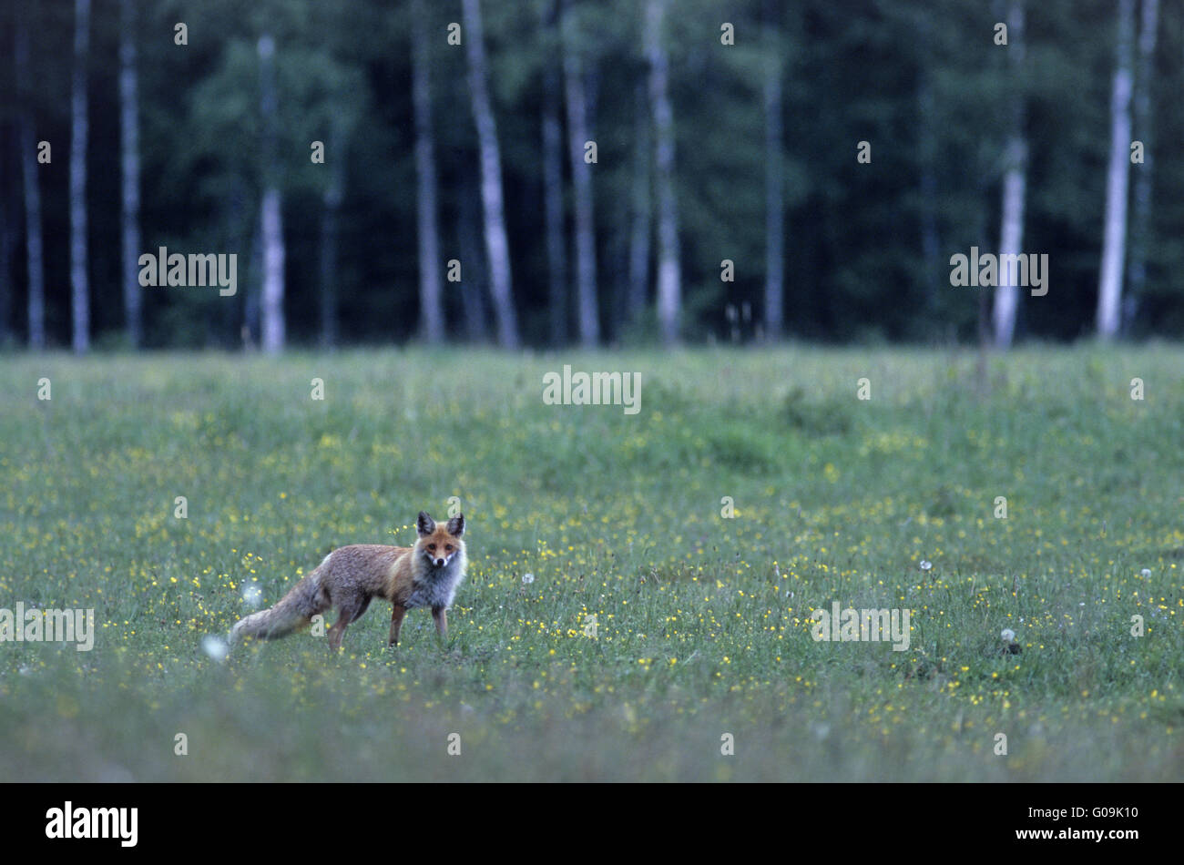 Roter Fuchs auf der Suche nach Nahrung auf einer hölzernen Wiese Stockfoto