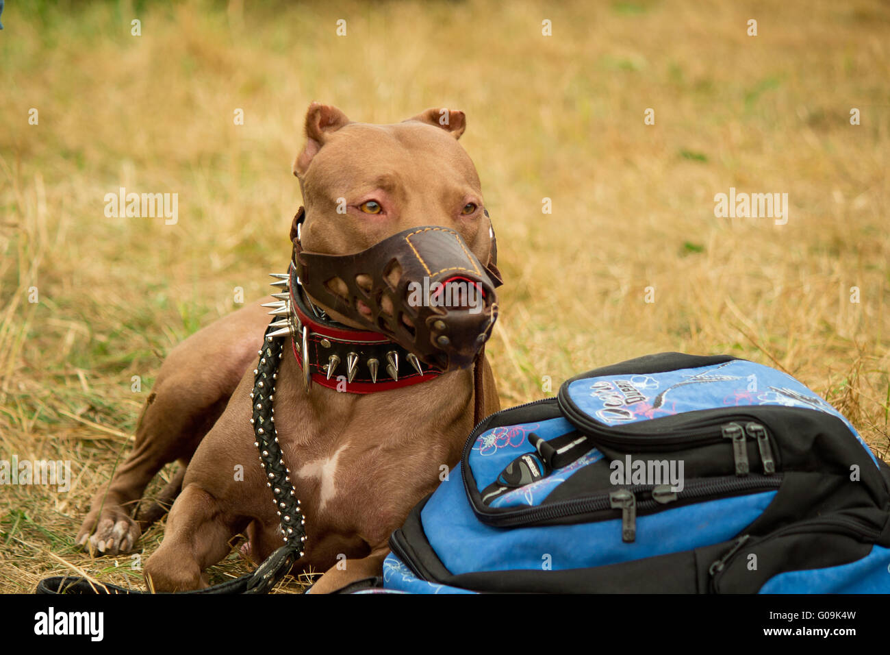 Großer pedigreed Hund bewacht die Dinge der eigenen Stockfoto