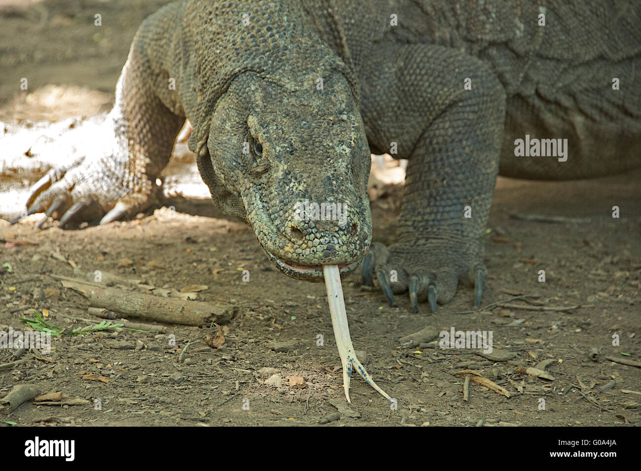 Close-up Komodowaran Komodo Insel Komodo Nationalpark Indonesien Stockfoto