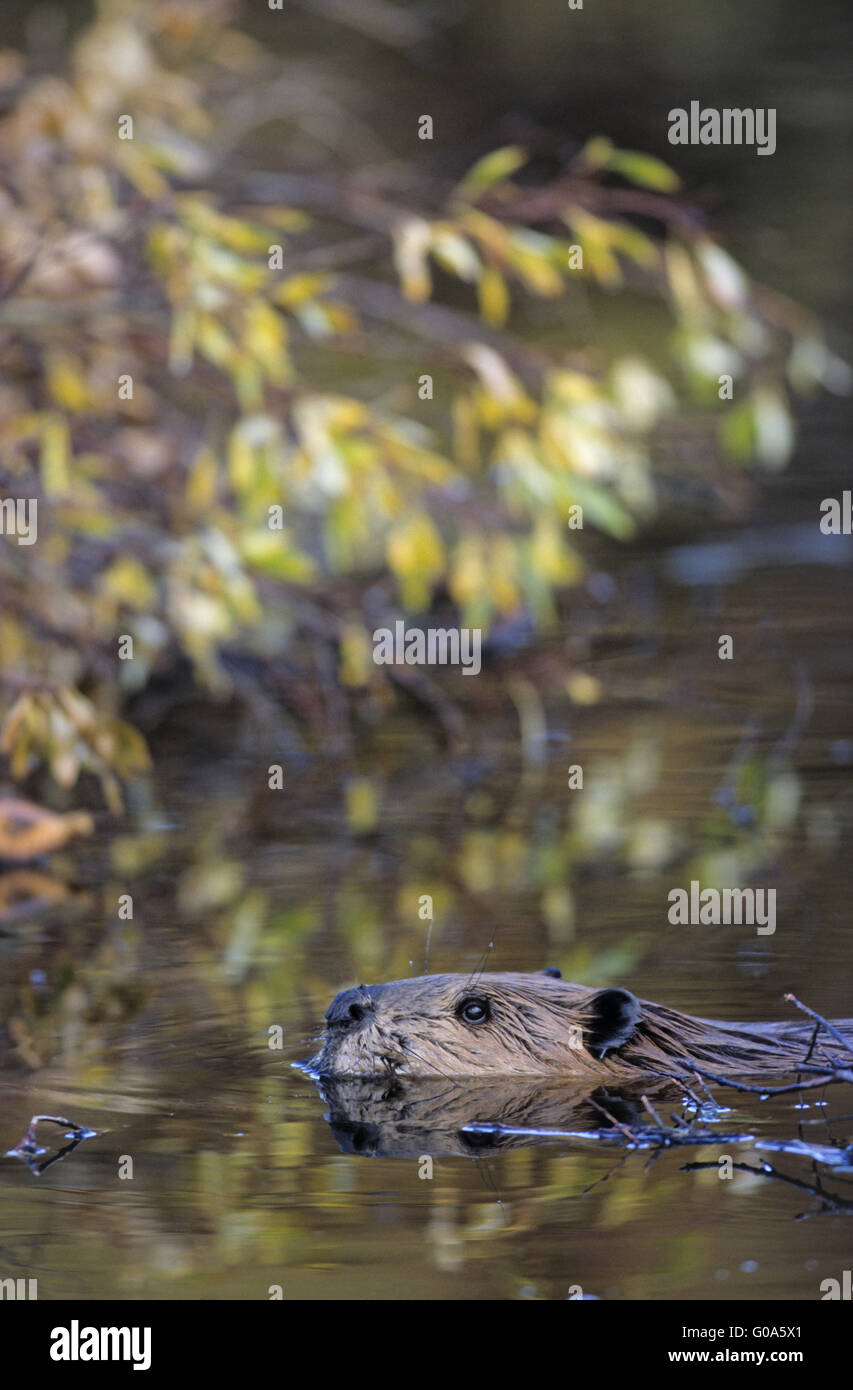 North American Beaver vor seiner Winter-Lager Stockfoto