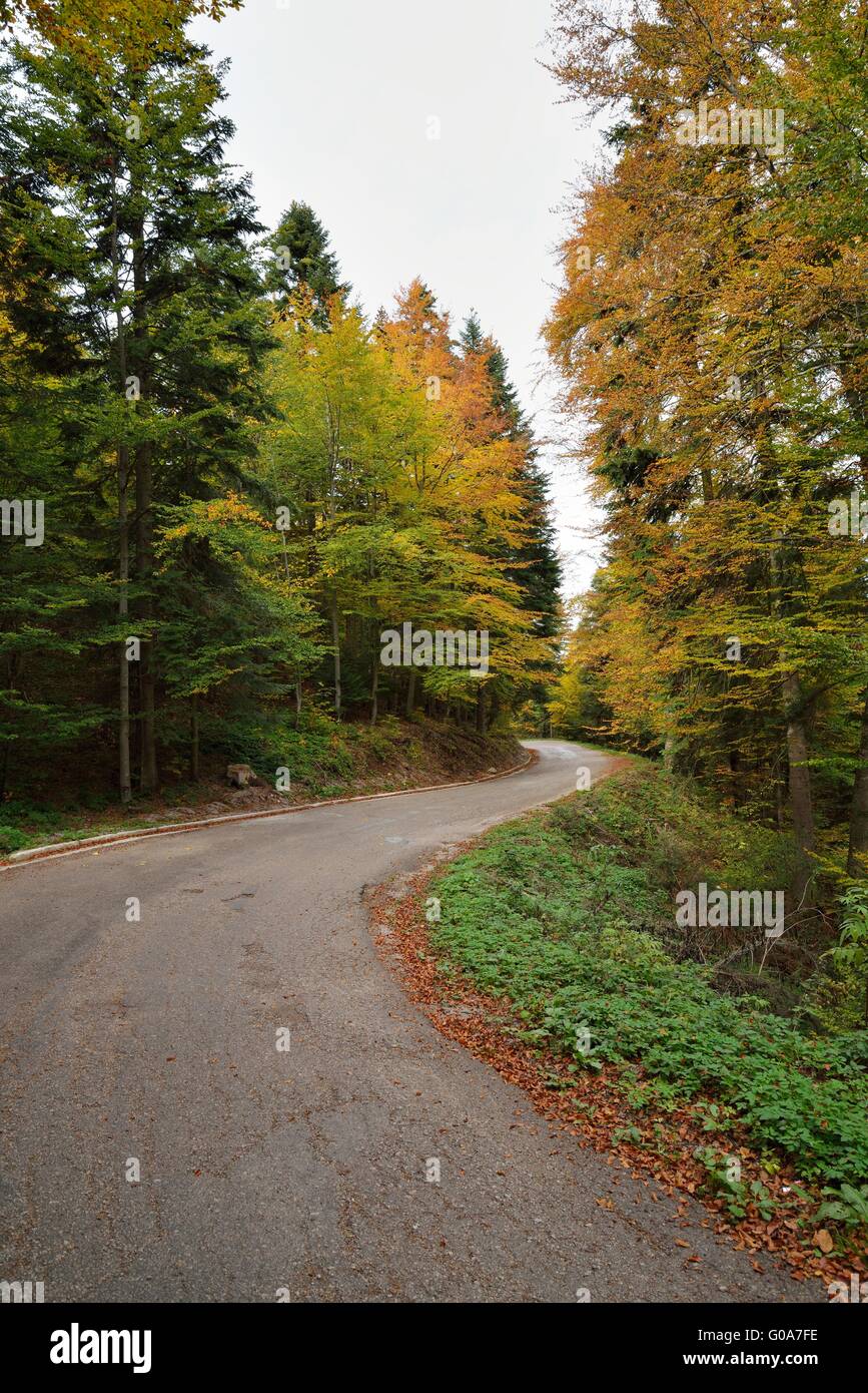 Straße im Herbst Wald Stockfoto