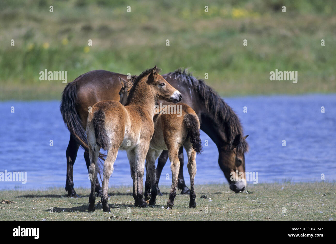 Exmoor Pony Stute und Fohlen an einem See Stockfoto