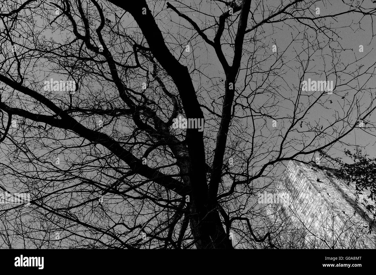 unter dem alten Baum Windeck Burg Bühl Deutschland BW Stockfoto