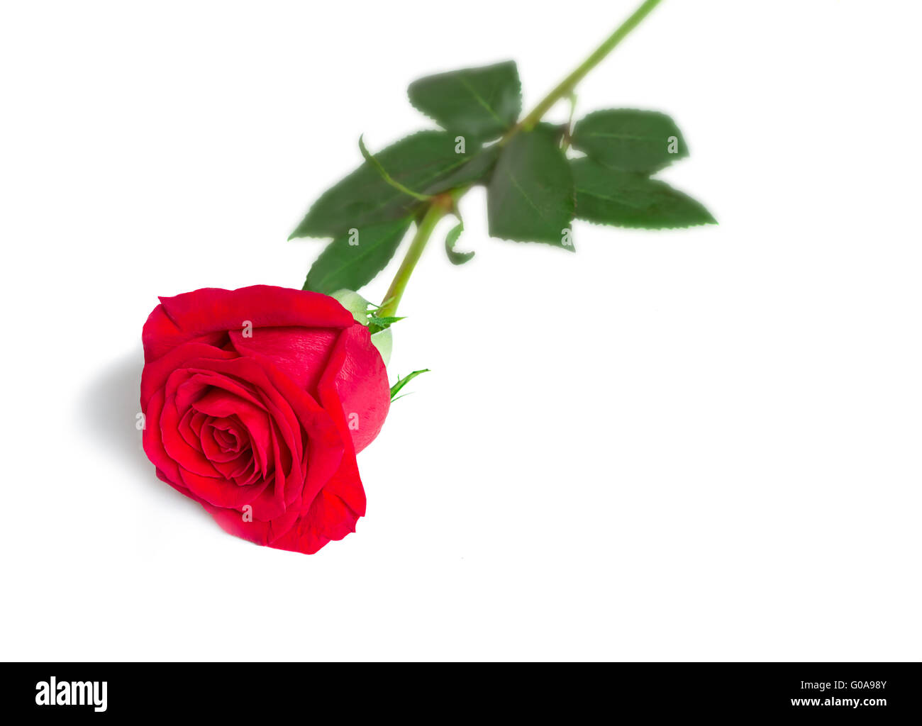 Rose Blume rot mit Blättern auf weißem Hintergrund Stockfoto