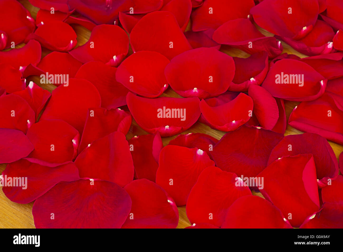 Die roten Rosenblätter. Stockfoto