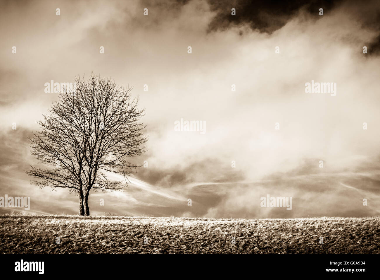 Einsamer Baum auf dem Sattel eines Hügels Stockfoto