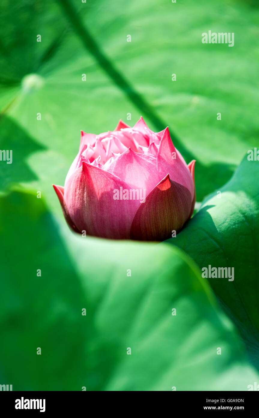 Nahaufnahme eines blühenden Lotusblume auf Blätter Stockfoto