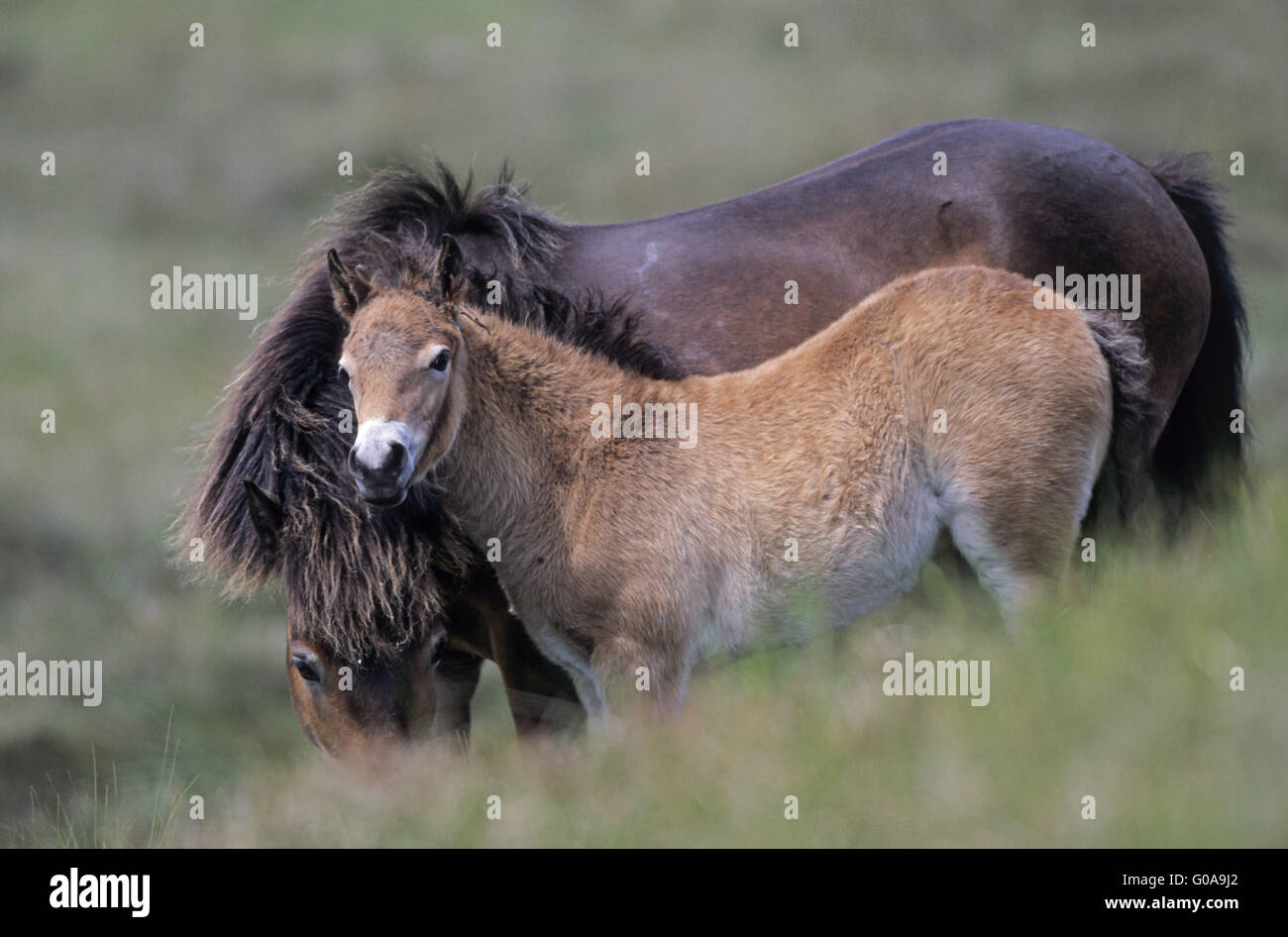 Exmoor Pony Stute und Fohlen in den Dünen Stockfoto