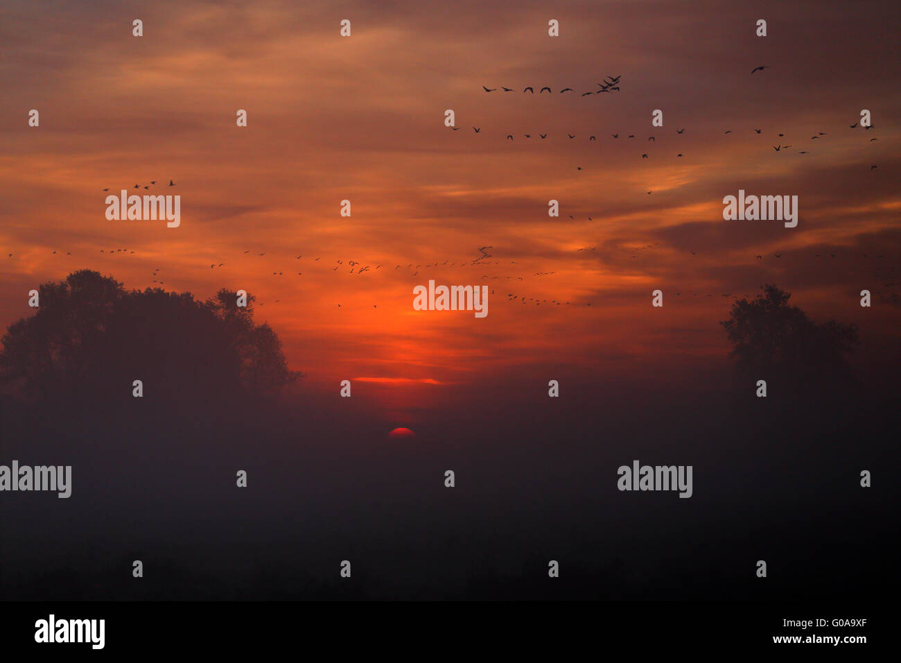 Kraniche bei Sonnenaufgang, Havelluch, Brandenburg, Germany Stockfoto