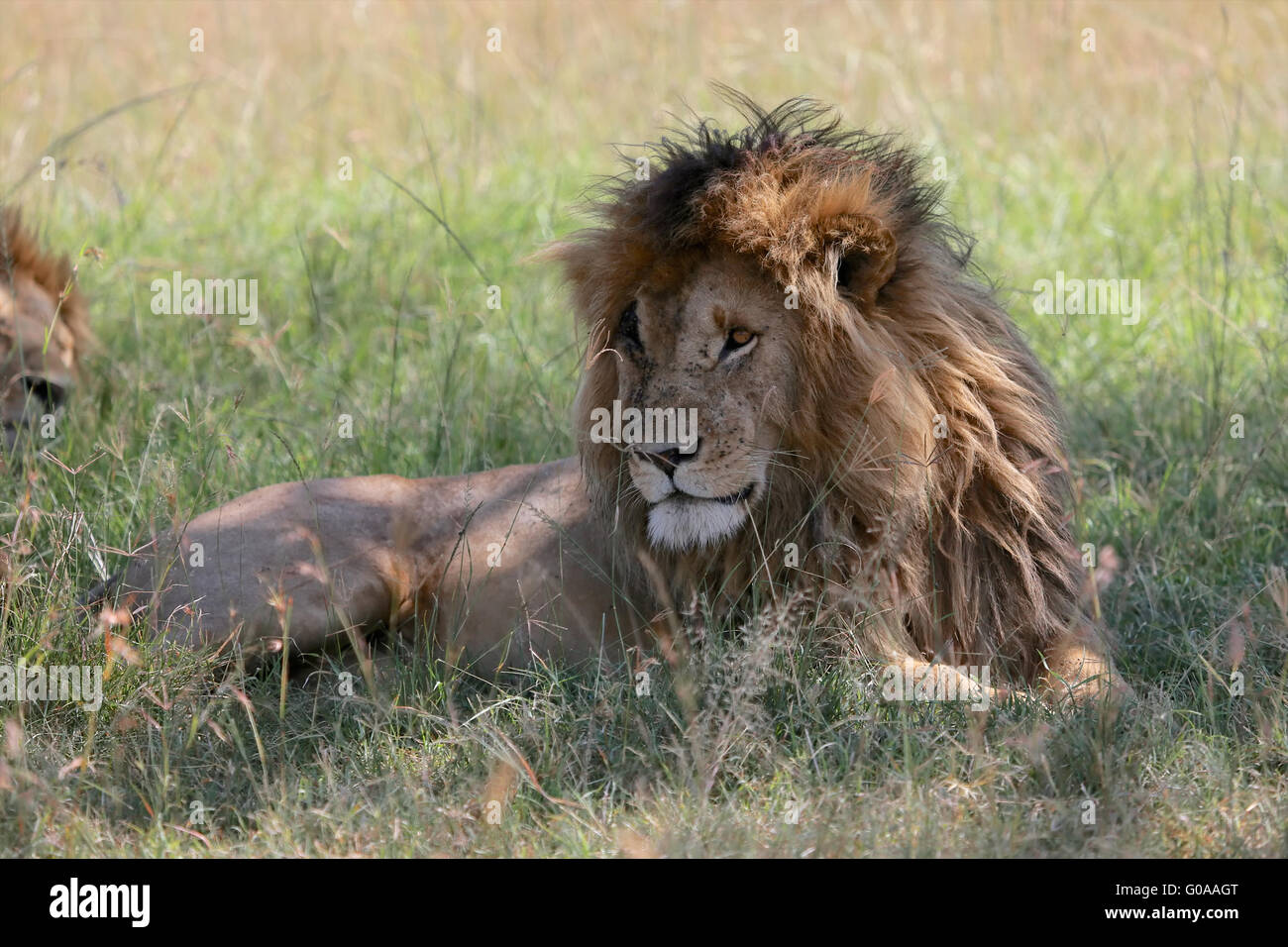 eine schöne Löwen mit Scarface im Masai Mara National park Kenia Stockfoto