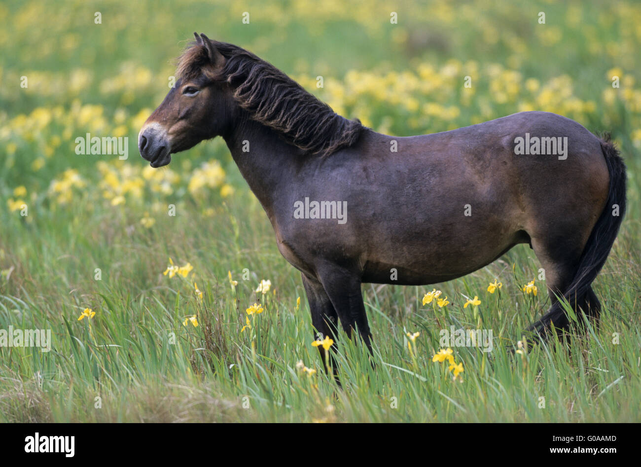 Exmoor Pony Stute steht eine sumpfige Wiese Stockfoto