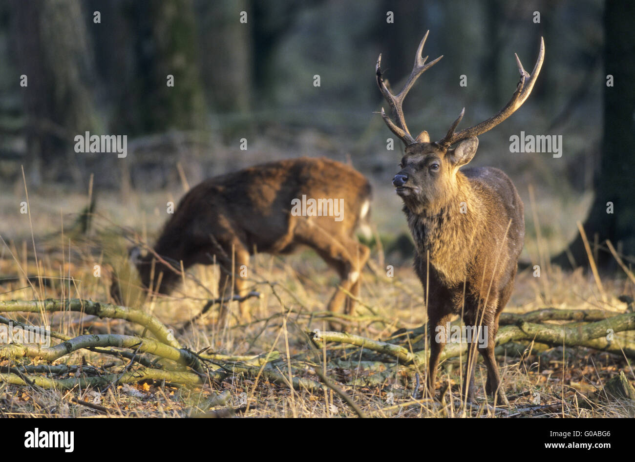 Dybowski Sika Hirsch Hirsch und Hirschkuh im Abendlicht Stockfoto