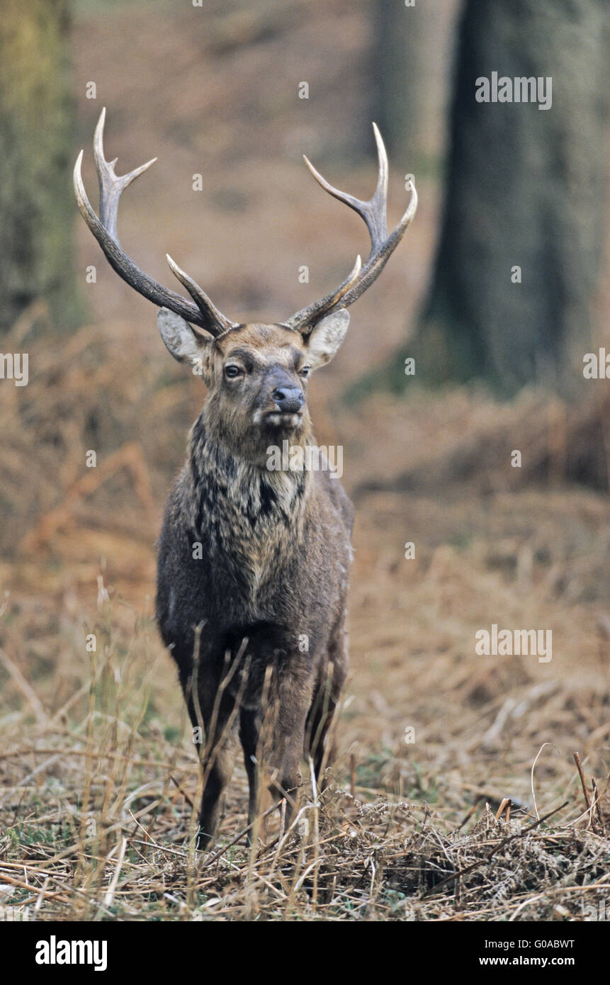 Sika Hirsch Hirsch stehend zwischen alten Bracken Stockfoto