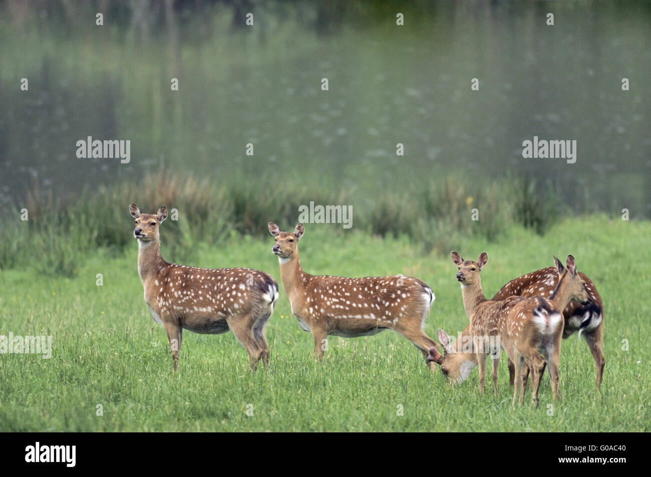 Sika Hirsch Hirsch mit Hinds und Kalb-(Spotted Deer) Stockfoto