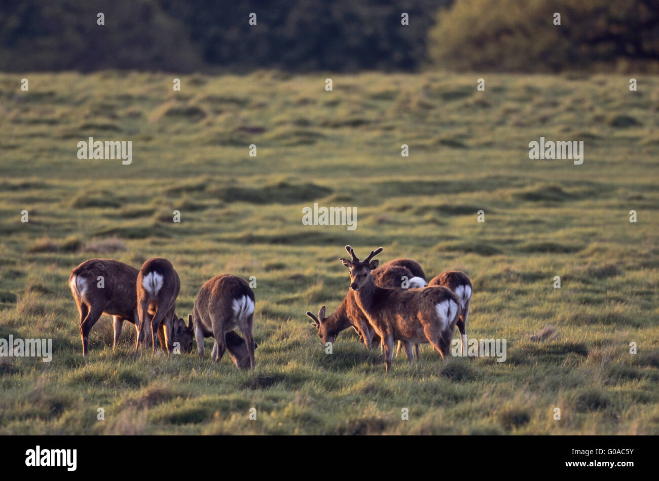 Sika Hirsche mit Samt bezogene Geweih Stockfoto