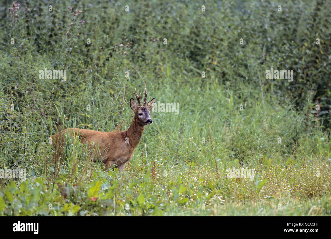 Reh Bock stehend auf einer Waldwiese Stockfoto