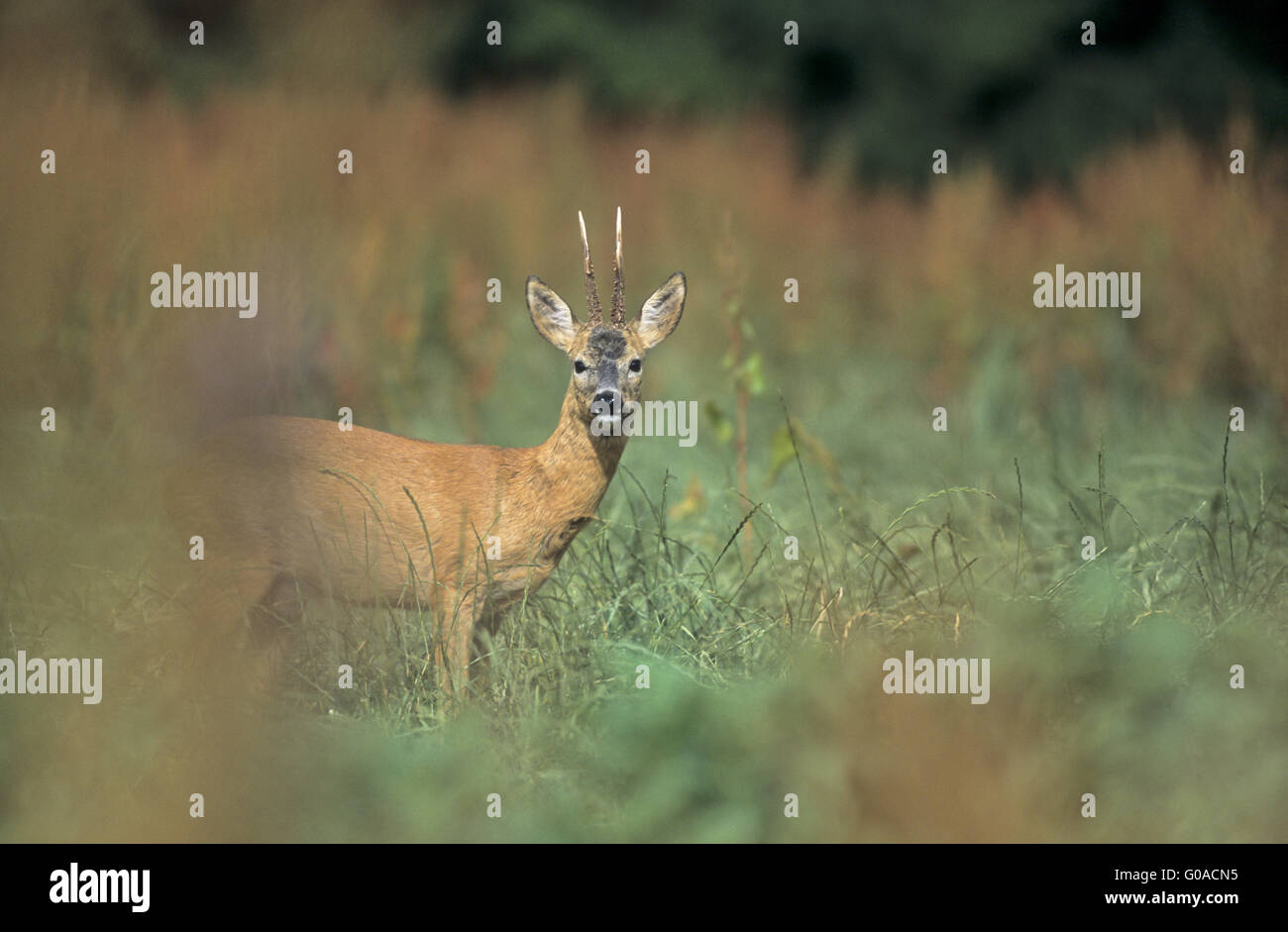 Reh-Bock in der Brunft suchen Warnung Stockfoto