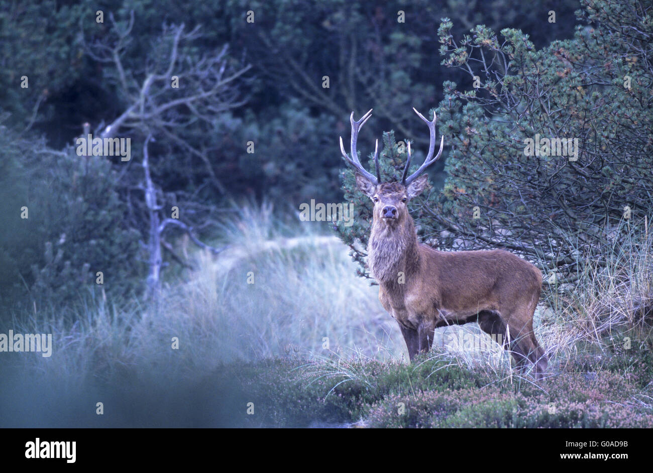 Rotwild-Hirsch auf einer Waldlichtung mit Heide Stockfoto