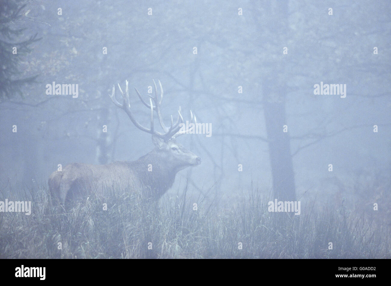 Rotwild-Hirsch im Nebel Stockfoto