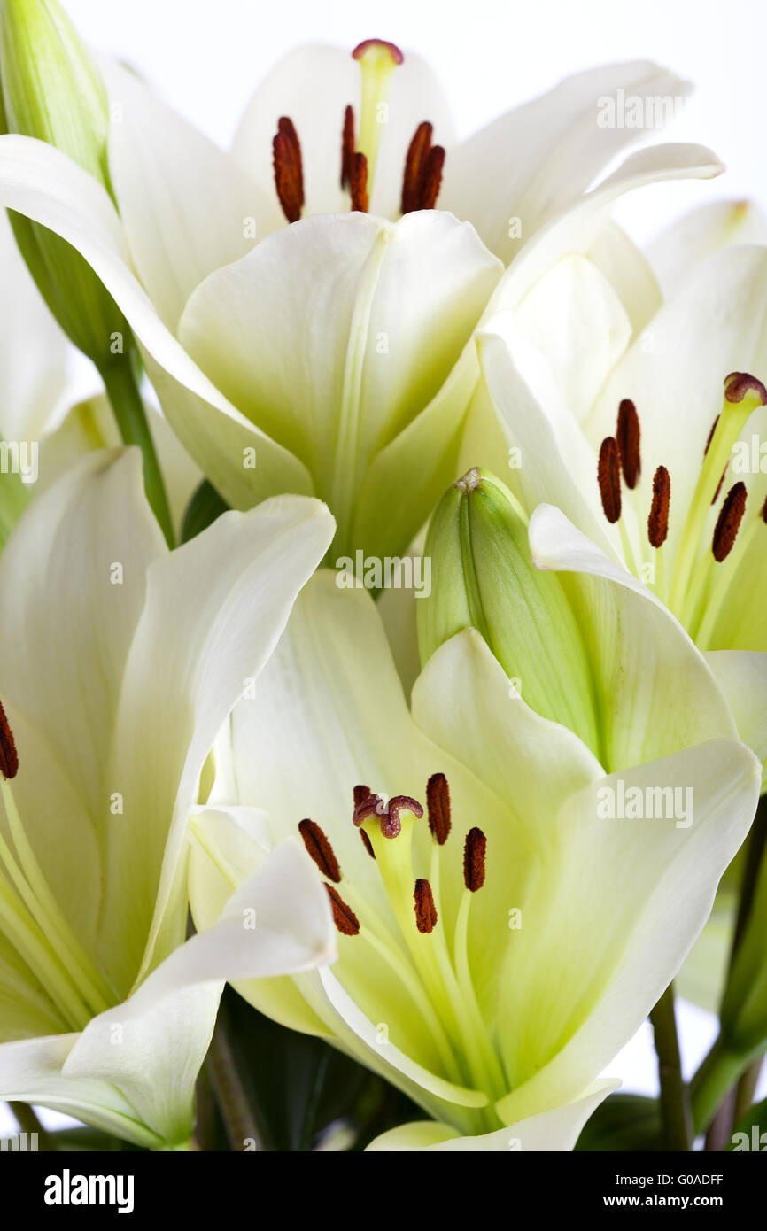 Weiße Lilie Blumen auf weißem Hintergrund Studio gedreht Stockfoto
