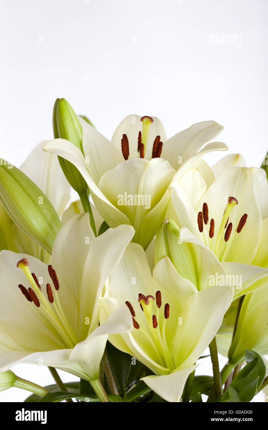 Weiße Lilie Blumen auf weißem Hintergrund Studio gedreht Stockfoto