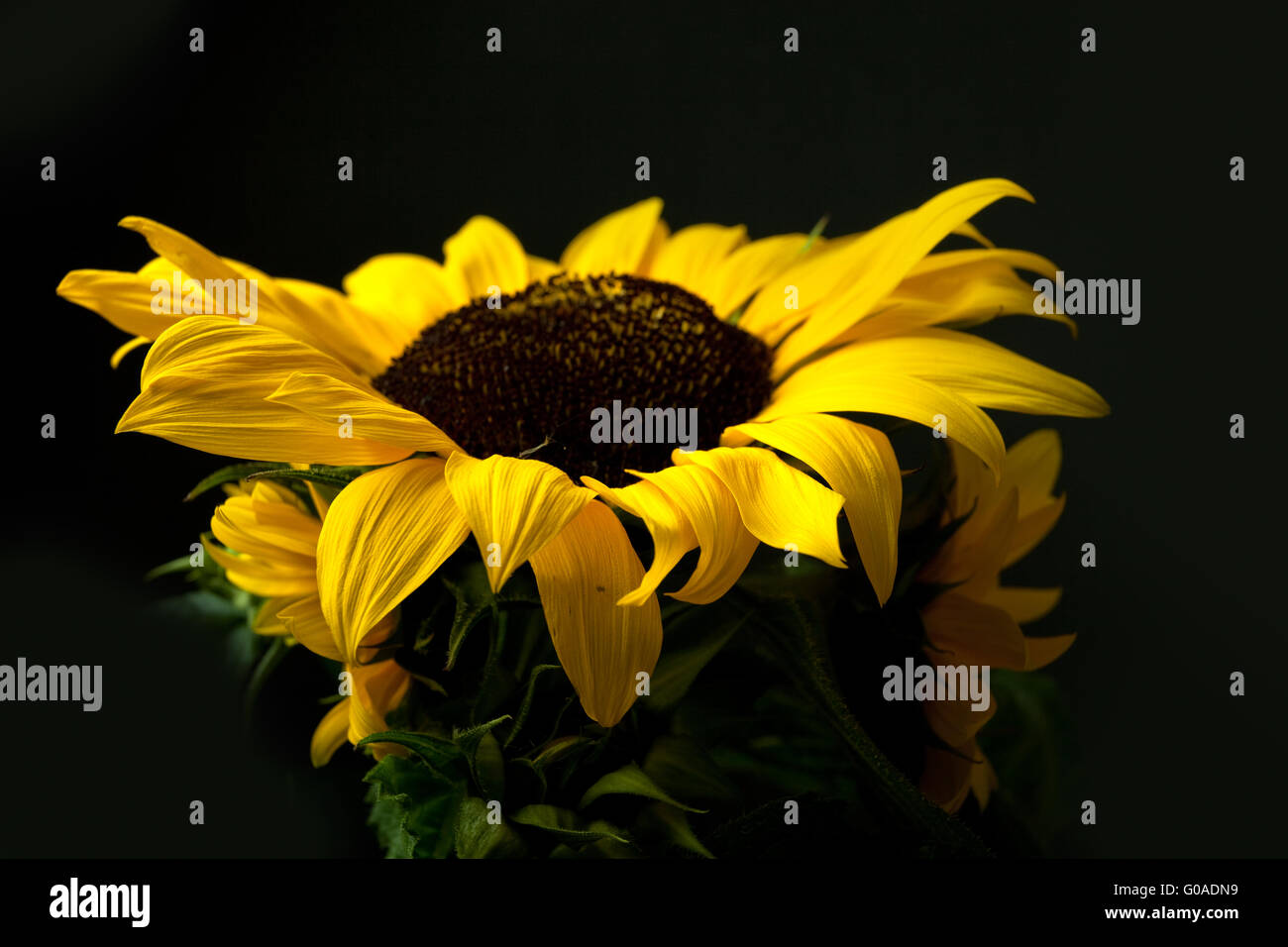 Sonnenblume isoliert auf schwarzem Hintergrund Studio gedreht Stockfoto